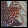 Barred Owl in Winter
Pastel, 2014