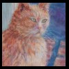  Neighborhood Cat
Pastel, 2017