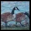 Geese 
Pastel, 2015