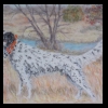 Llewellyn Setter
Pastel, 2013