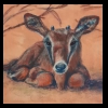 Newborn 
Pastel, 2015 